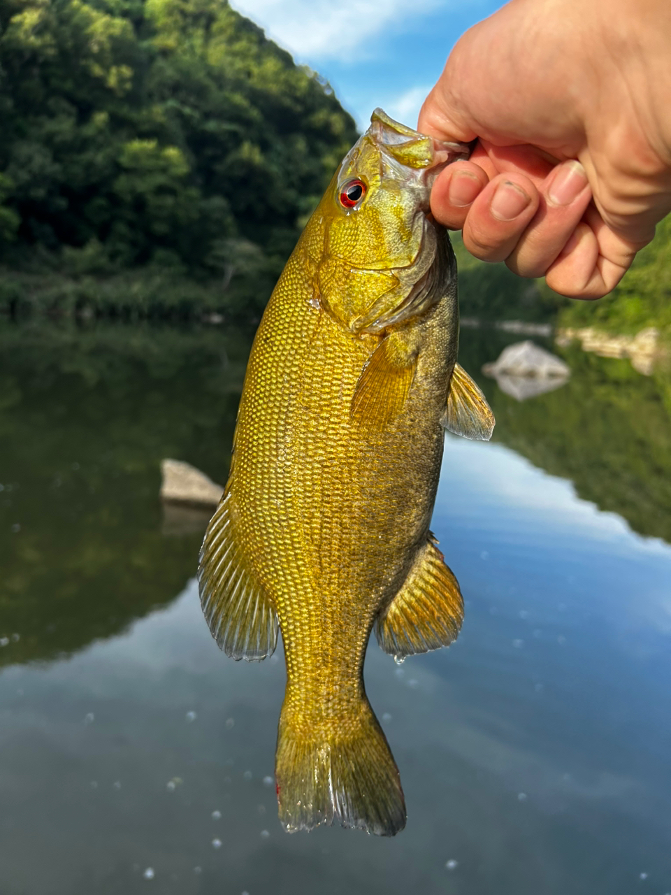 スモールマウスバス