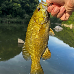 スモールマウスバス