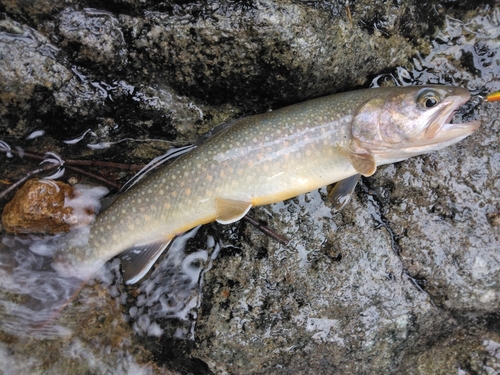 イワナの釣果