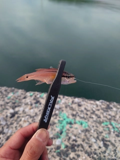 ネンブツダイの釣果