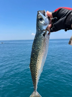 ゴマサバの釣果