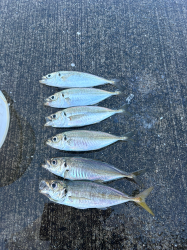 マアジの釣果