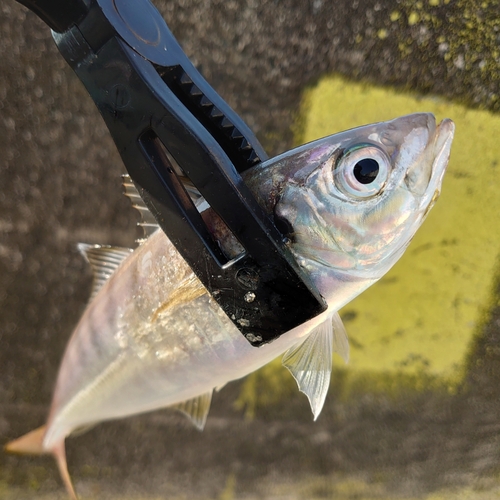 マアジの釣果