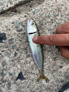 サバの釣果