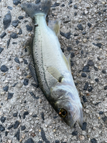 セイゴ（タイリクスズキ）の釣果