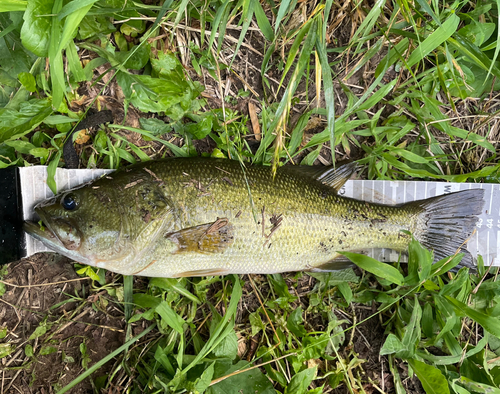 ラージマウスバスの釣果