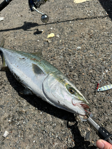 ブリの釣果