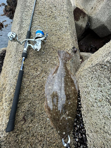 ヒラメの釣果