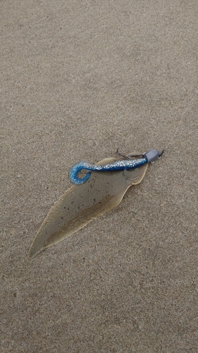 シタビラメの釣果