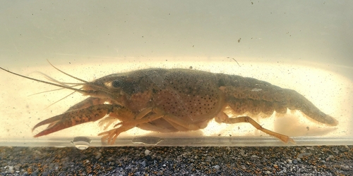 アメリカザリガニの釣果