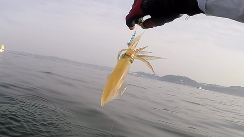 ケンサキイカの釣果