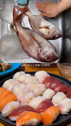 マダイの釣果