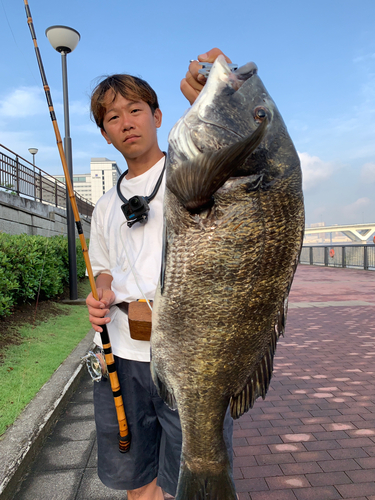 クロダイの釣果