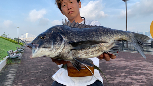 クロダイの釣果