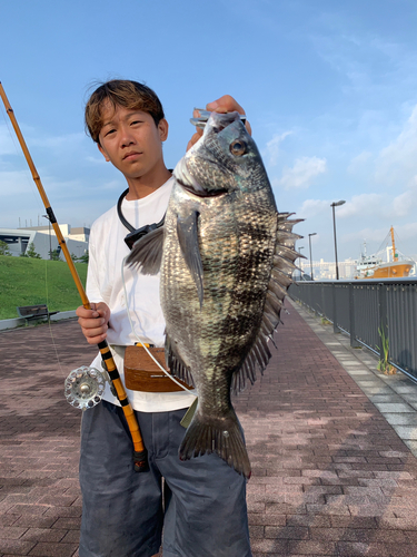 クロダイの釣果