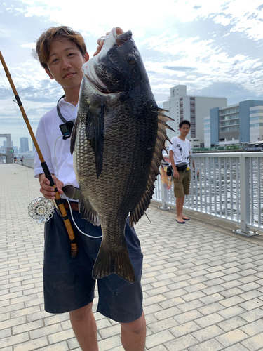 クロダイの釣果