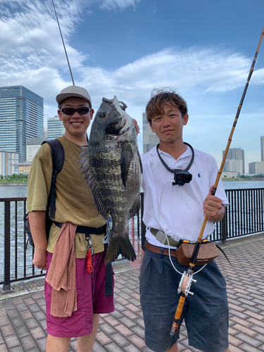 クロダイの釣果