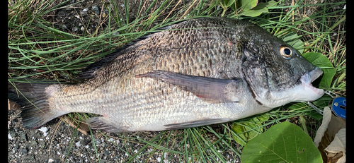 クロダイの釣果