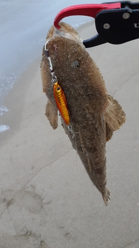 マゴチの釣果