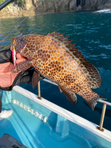 オオモンハタの釣果