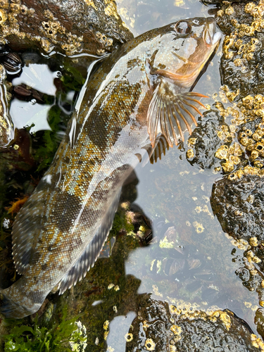 アイナメの釣果