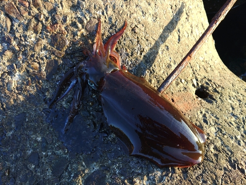 アオリイカの釣果