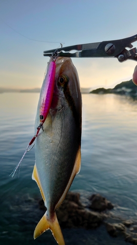 ショゴの釣果