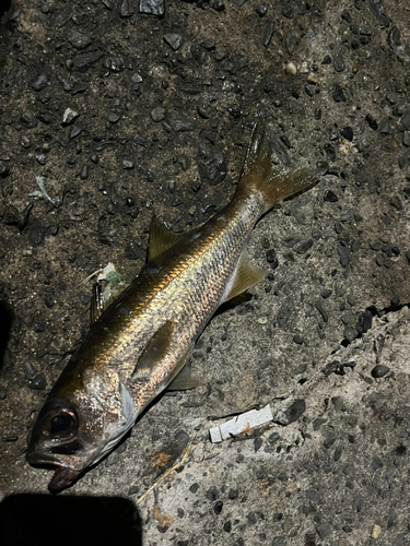 ムツの釣果