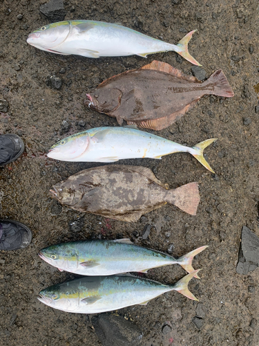 イナダの釣果