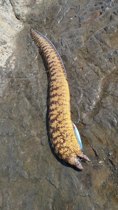 ウツボの釣果