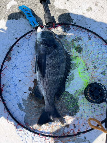 チヌの釣果