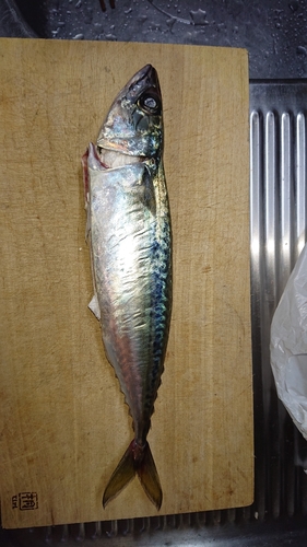 マサバの釣果