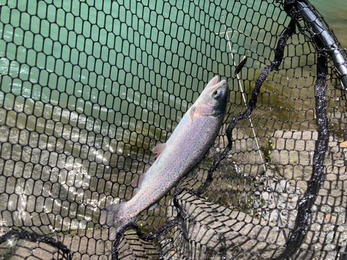 ニジマスの釣果