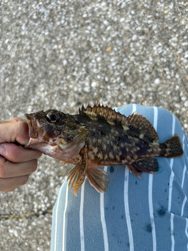 カサゴの釣果