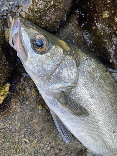 ヒラスズキの釣果