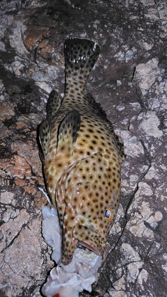 オオモンハタの釣果