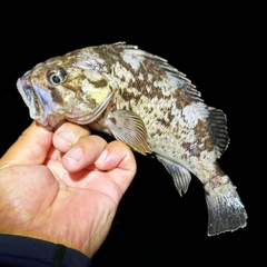 クロソイの釣果