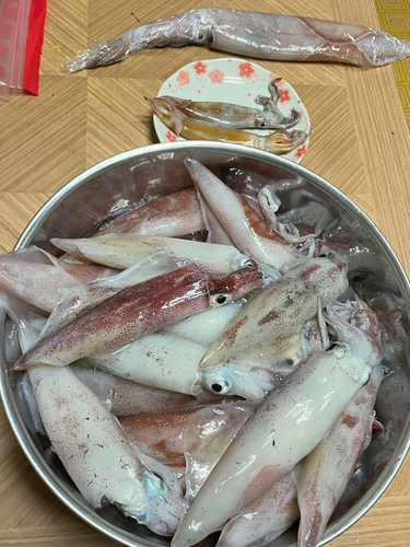 イカの釣果