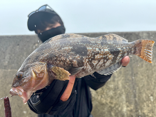 アイナメの釣果