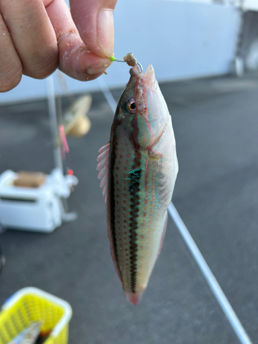 キュウセンの釣果