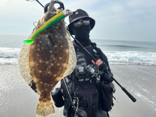 ヒラメの釣果