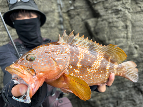 キジハタの釣果