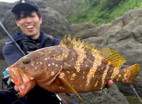 キジハタの釣果