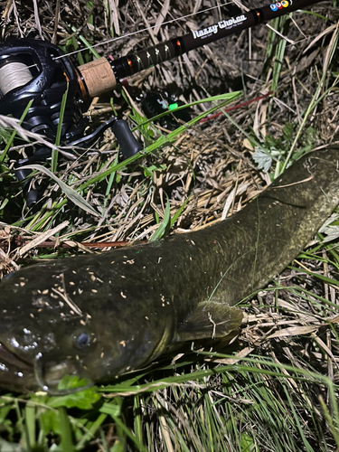 マナマズの釣果