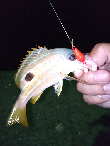 ロクセンフエダイの釣果