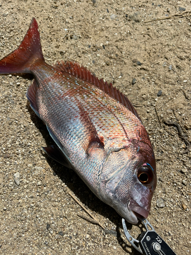 マダイの釣果