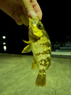 アカメバルの釣果