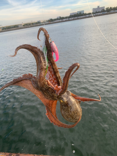 タコの釣果