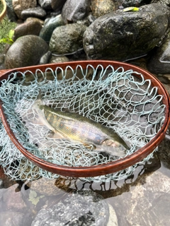 オショロコマの釣果