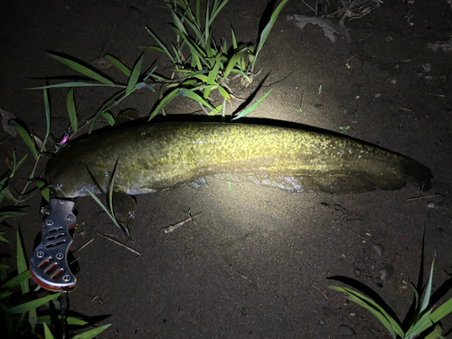 ナマズの釣果